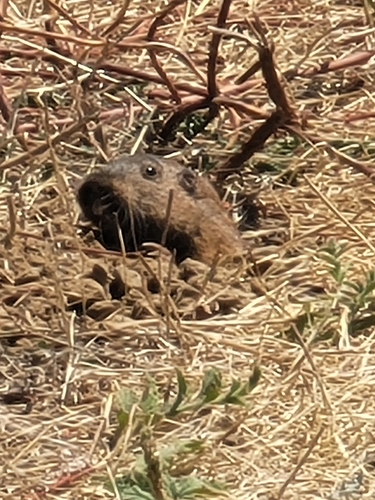 iNaturalist observation photo of Botta's Pocket Gopher