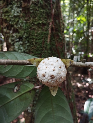 Duguetia ulei