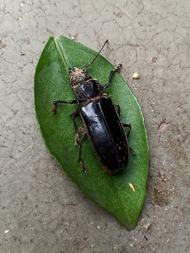 Mallodon spinibarbis