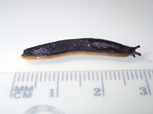 hortensis-group Arion Slugs