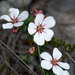 Adenandra uniflora - Photo (c) Tig, todos os direitos reservados