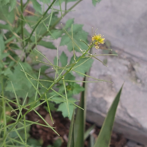Sisymbrium erysimoides Desf.