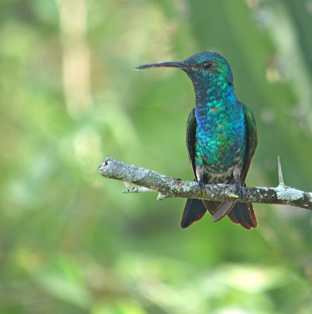 Shining-green Hummingbird (Chrysuronia goudoti) photo