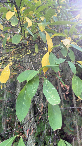 iNaturalist observation photo of Osoberry