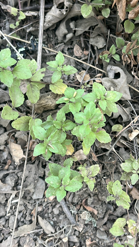 iNaturalist observation photo of yerba buena