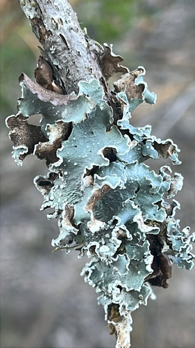 iNaturalist observation photo of Speckled Greenshield
