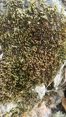 iNaturalist observation photo of Joint-toothed Mosses