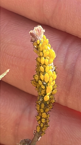 iNaturalist observation photo of Oleander Aphid