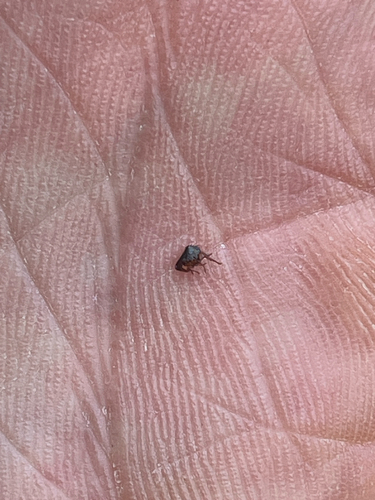 iNaturalist observation photo of Fleas