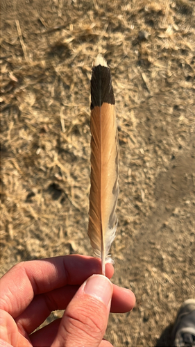 iNaturalist observation photo of American Kestrel