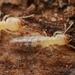 Microcerotermes-group Termites - Photo (c) Philip Herbst, all rights reserved, uploaded by Philip Herbst