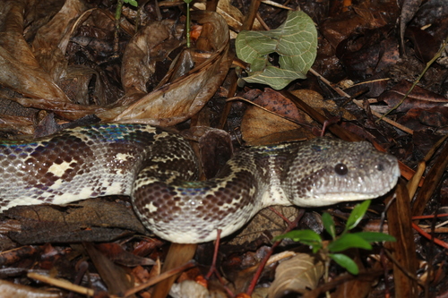 Nosy Komba ground boa