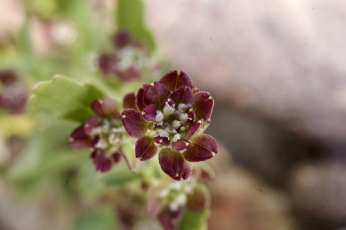 Lepidium capitatum
