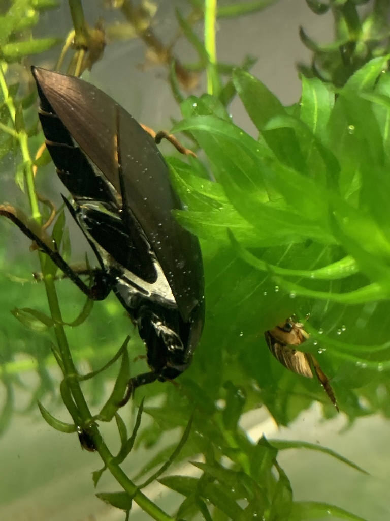 Dark Diving Beetle from 三和町上永井, いわき市, 福島県, JP on October 27, 2019 at 04 ...