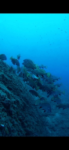Sciaena umbra