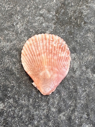 Mimachlamys varia
