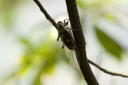Platylomia strongata