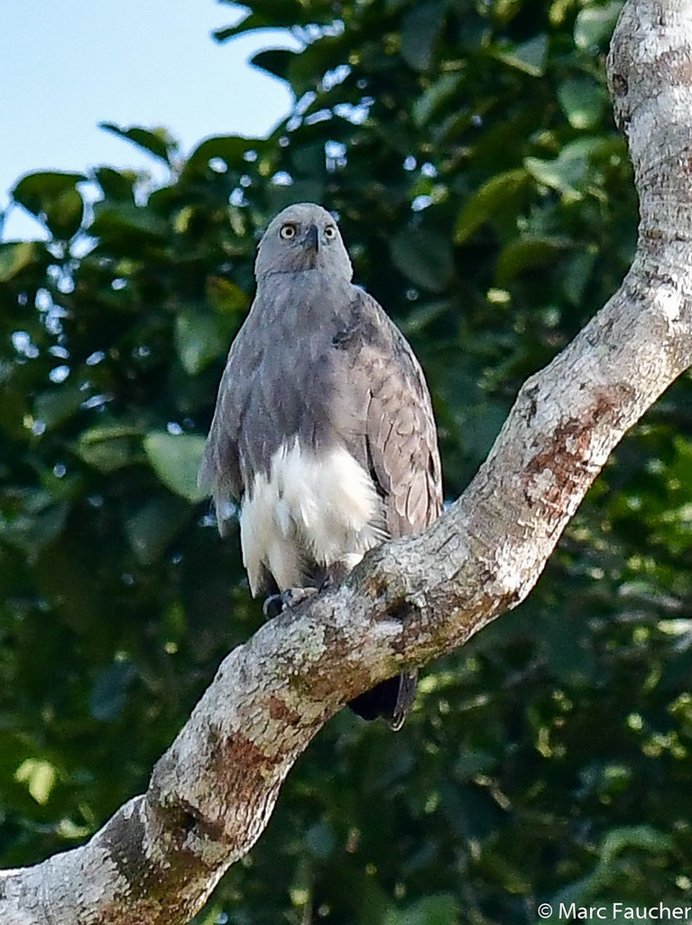 Lesser Fish-Eagle in September 2019 by Marc Faucher. Lesser Fish-Eagle ...