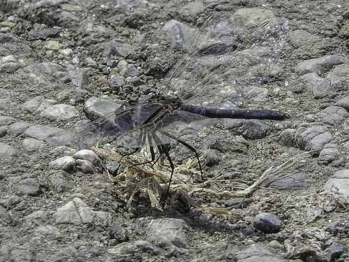 Black Pennant