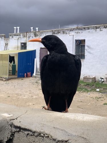 Red-billed Chough