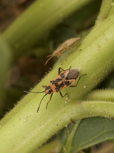 Spotted Firebug
