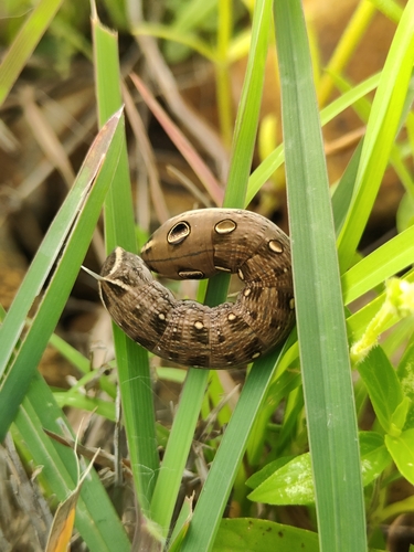 Swinhoe's Striated Hawkmoth
