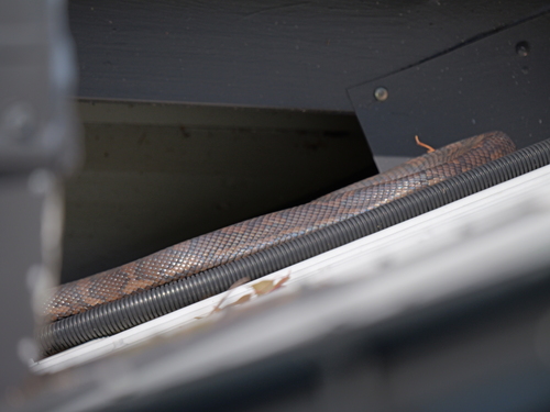 Coastal Carpet Python sighting