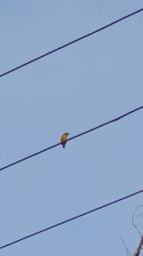 Coppersmith Barbet