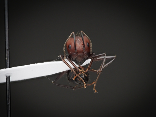 弱斑弓背蚁Camponotus exiguoguttatus
