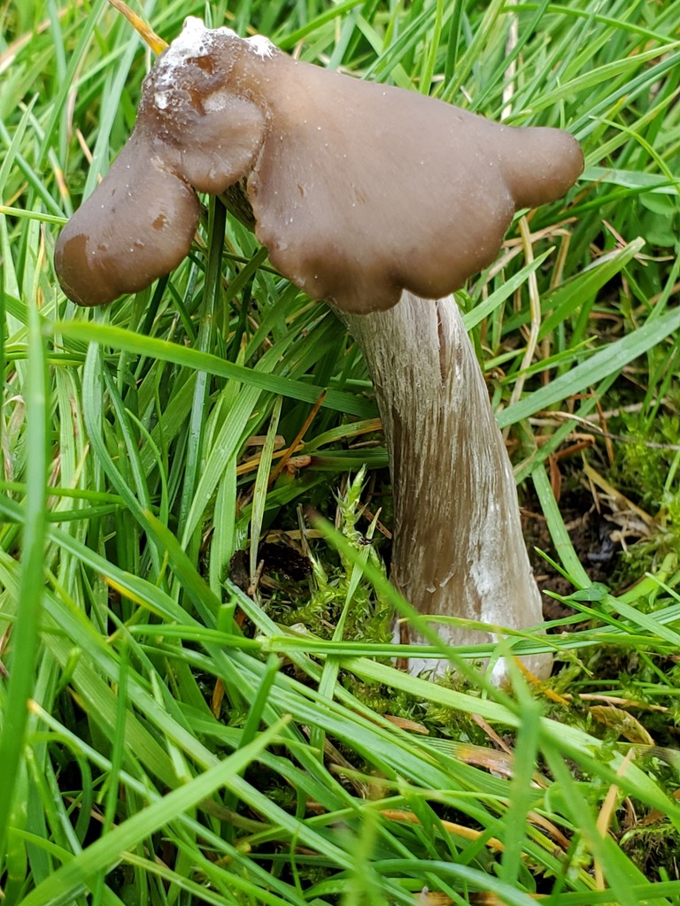 Silky Pinkgill From Clover Park Technical College Bldg 25 Lakewood