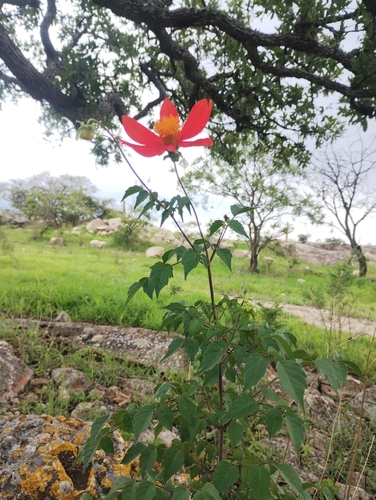 Red Dahlia