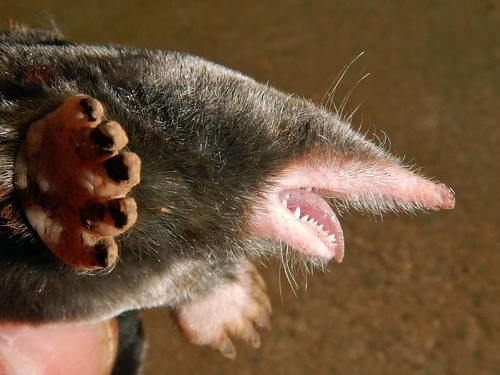 Southern Broad-footed Mole
