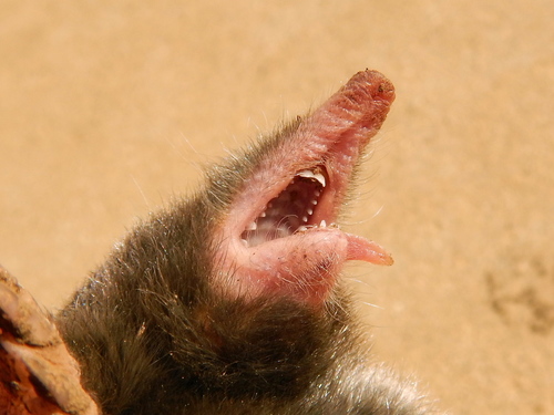 Southern Broad-footed Mole