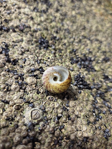 Agathistoma viridulum