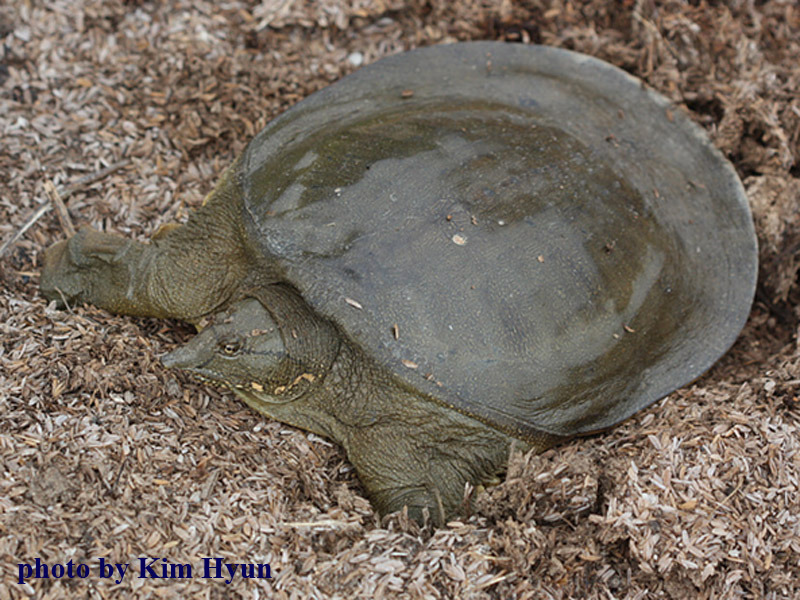 Amur Softshell Turtle from Jeonju, KR-CB, KR on July 08, 2008 by Kim ...