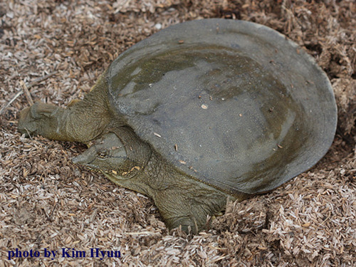 Smooth softshell turtle - Wikipedia