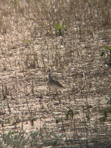 Upland Sandpiper