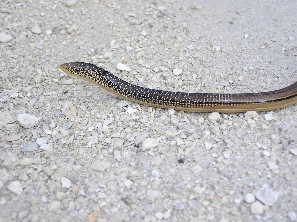 Island Glass Lizard from Sarasota, FL, USA on May 19, 2005 at 04:06 PM ...