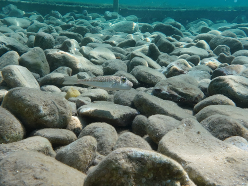 Torquigener flavimaculosus