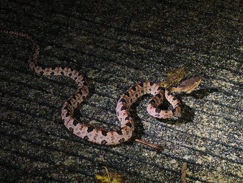 How to identify Protobothrops mucrosquamatus (Cantor, 1839)