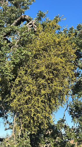 iNaturalist observation photo of oak mistletoe