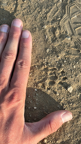 iNaturalist observation photo of Striped Skunk