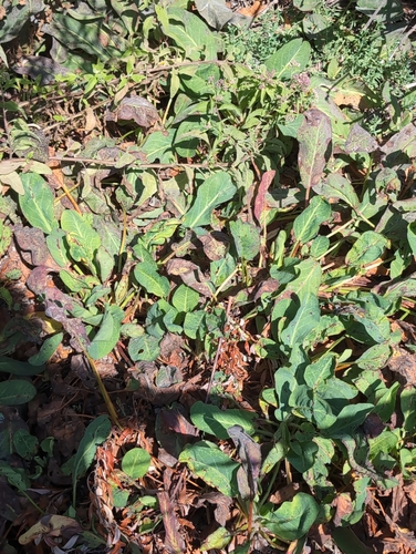 iNaturalist observation photo of Yerba Mansa