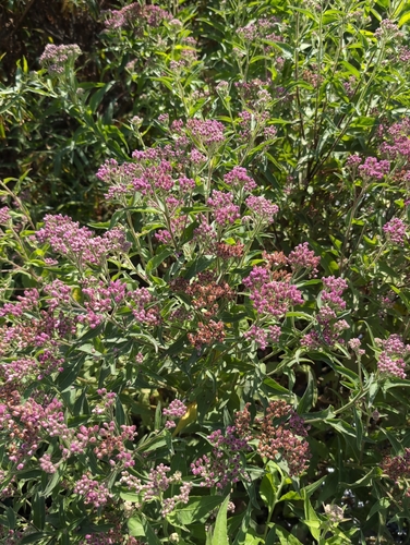 iNaturalist observation photo of marsh fleabane