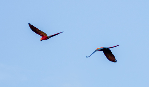 Scarlet Macaw