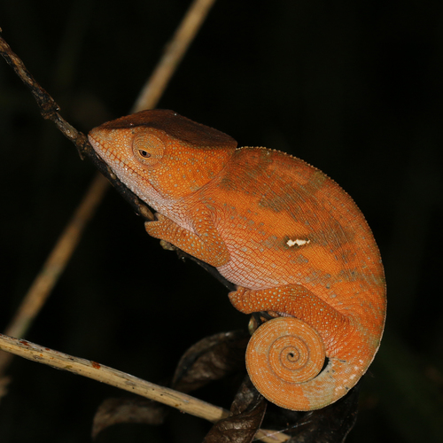 Globe-horned Chameleon
