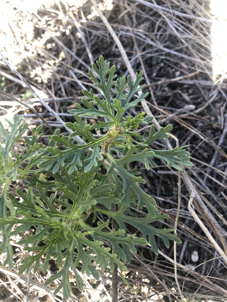 dicots from Rocky Creek Park, Crowley, TX, US on October 27, 2019 at 11 ...