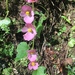 Begonia bulbillifera - Photo (c) Callie, todos los derechos reservados, uploaded by Callie