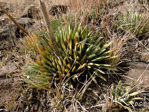 Agave parviflora ssp. parviflora