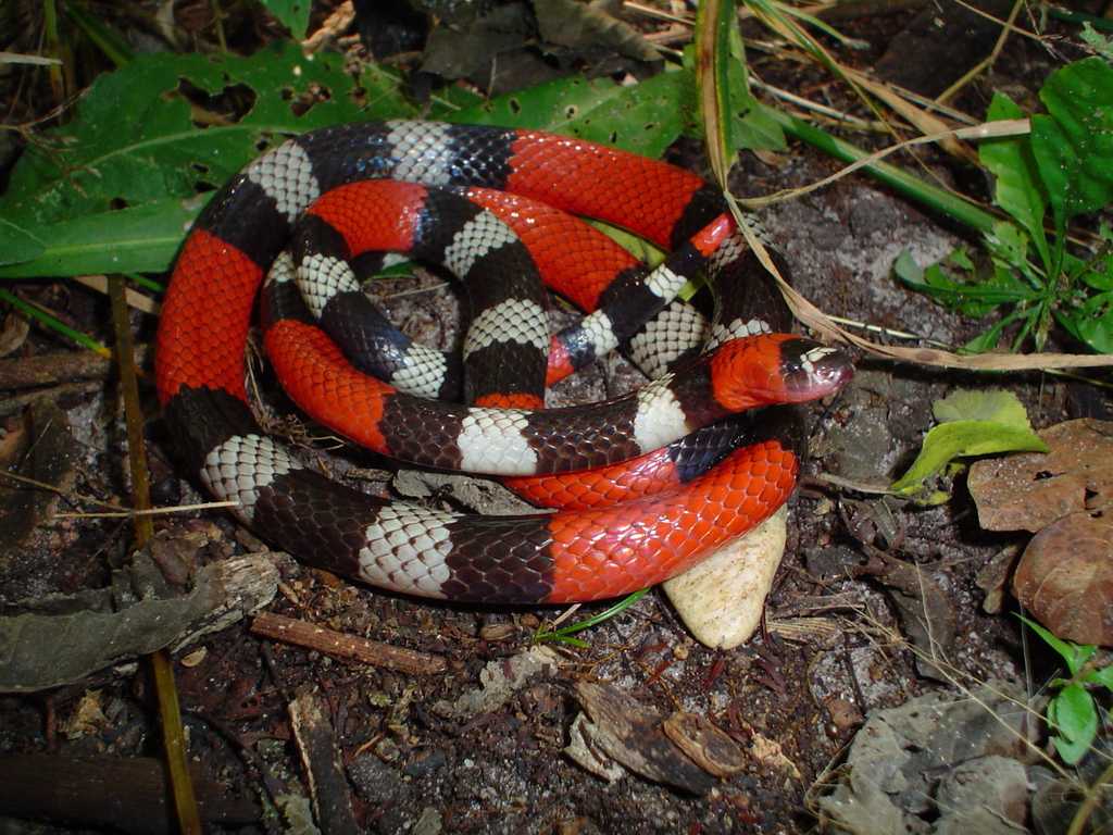 Ribbon Coralsnake from Urbano Santos - MA, 65530-000, Brasil on July 25 ...